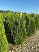 Thuja occidentalis 'Smaragd'