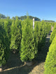 Thuja occidentalis 'Smaragd'