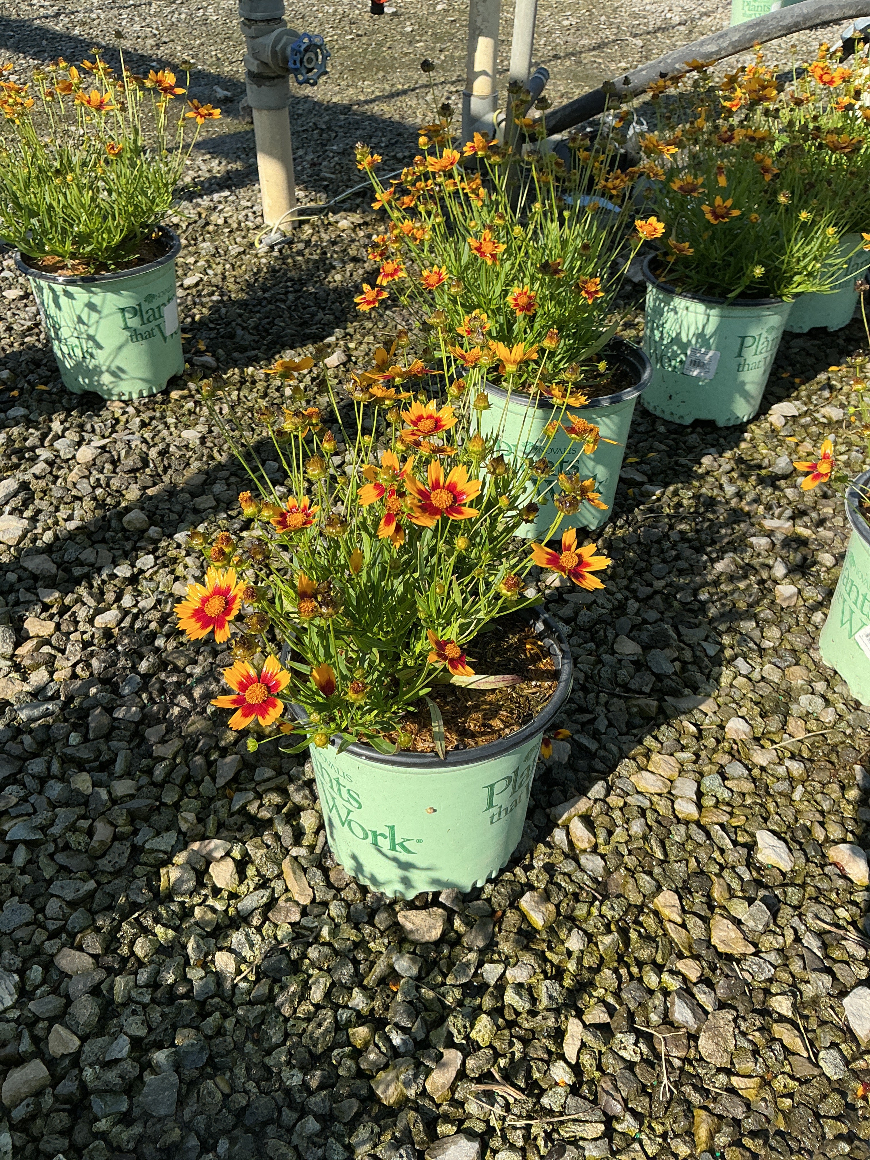 Coreopsis x 'Lil Bang Daybreak'