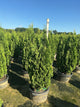 Thuja occidentalis 'Degroots Spire'