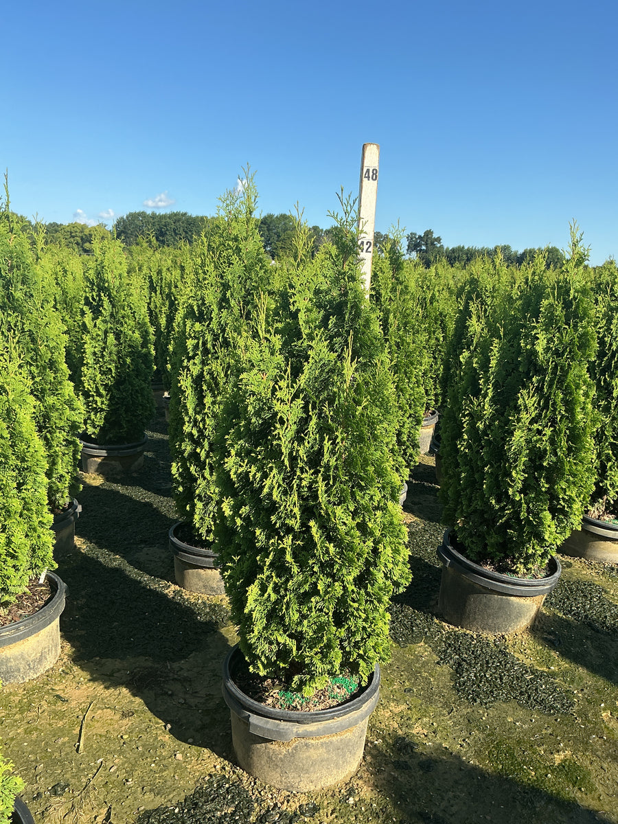 Thuja occidentalis 'Degroots Spire' â€” G7 36-42