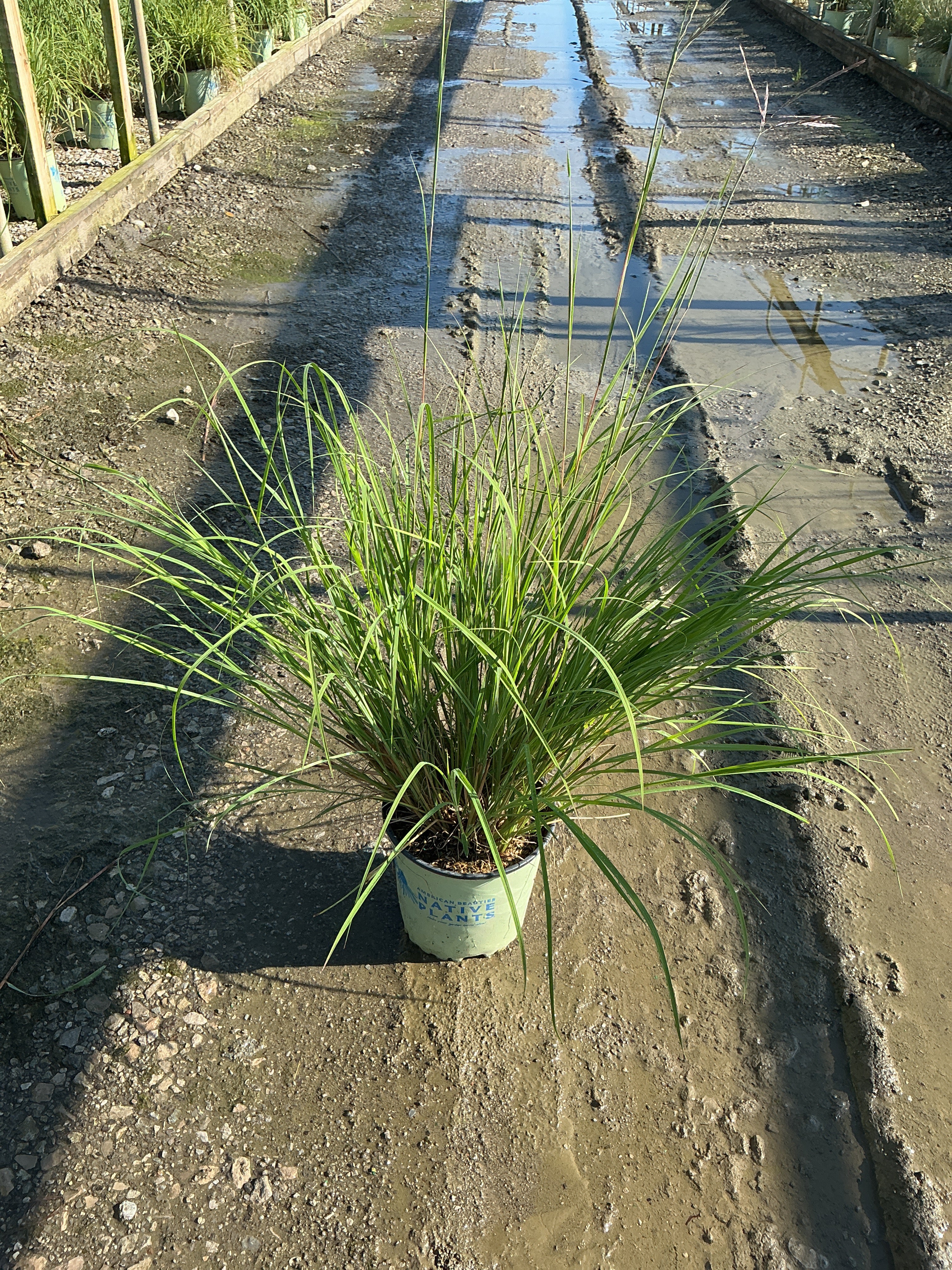 Andropogon gerardii 'And. G Big Bluestem'