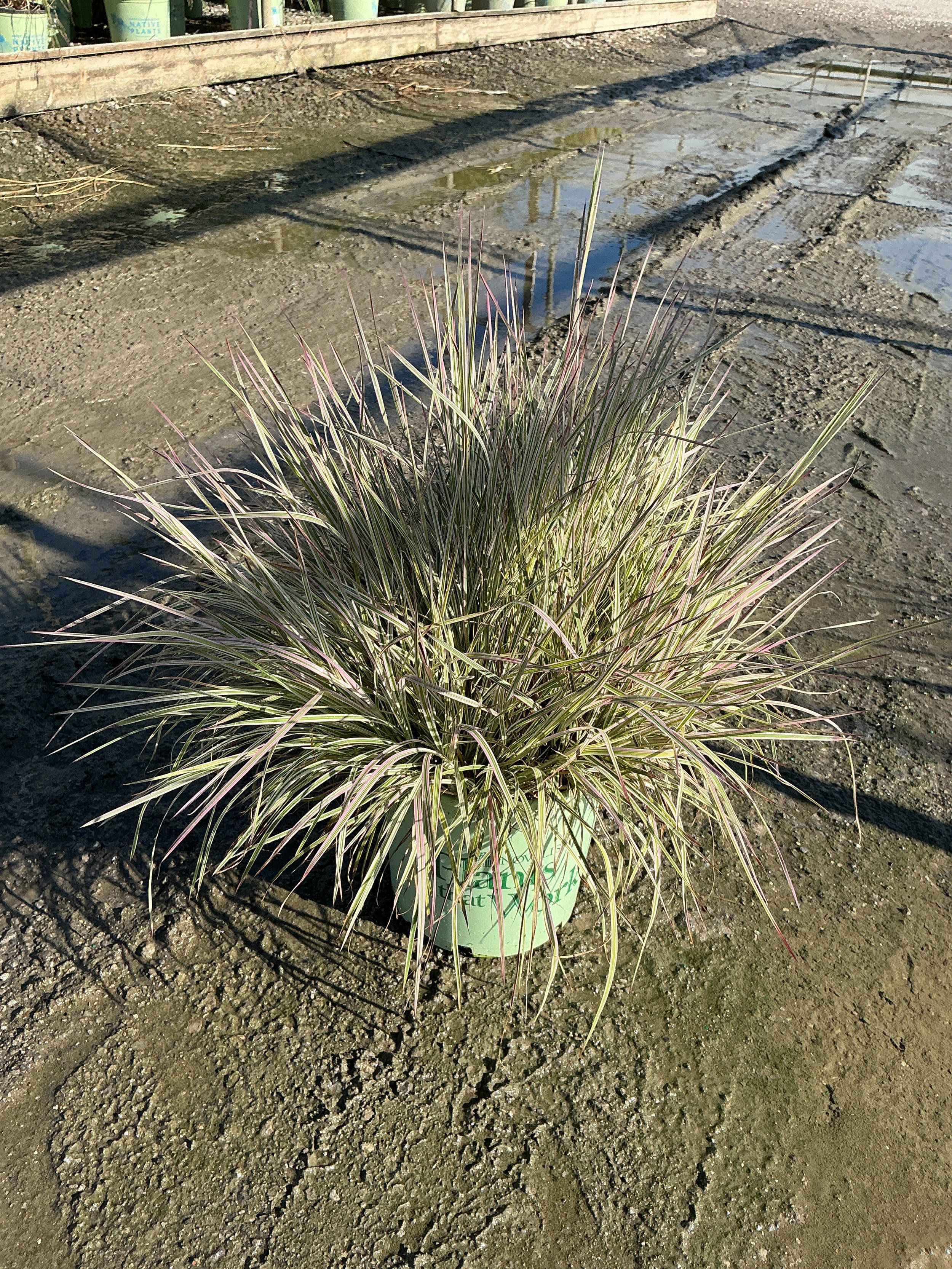 Schizachyrium 'Chameleon'