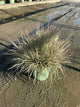 Schizachyrium 'Chameleon'