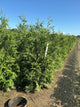 Thuja plicata 'Green Giant'