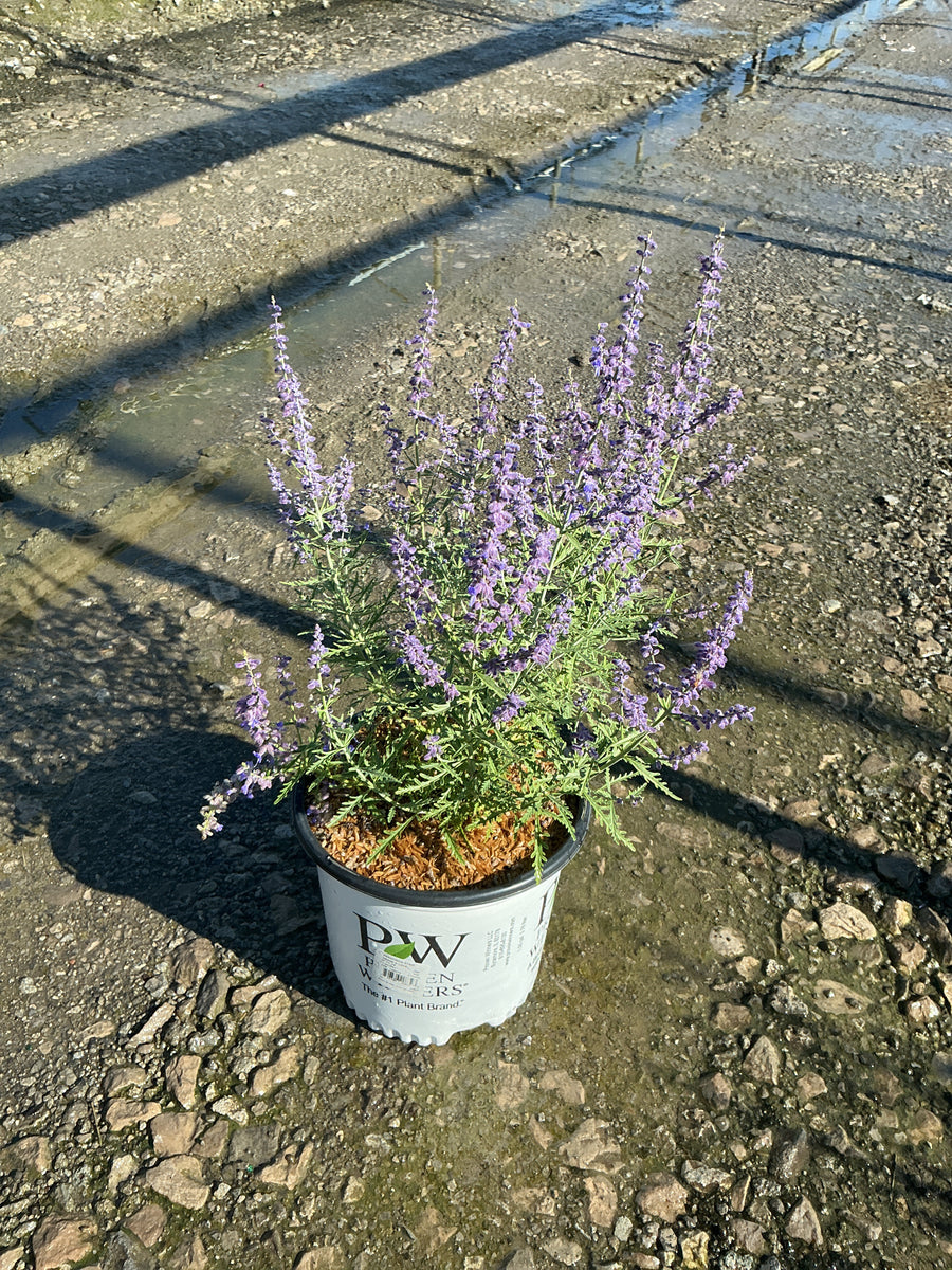 Perovskia atriplicifolia 'Denim N Lace' â€” 19CM PW