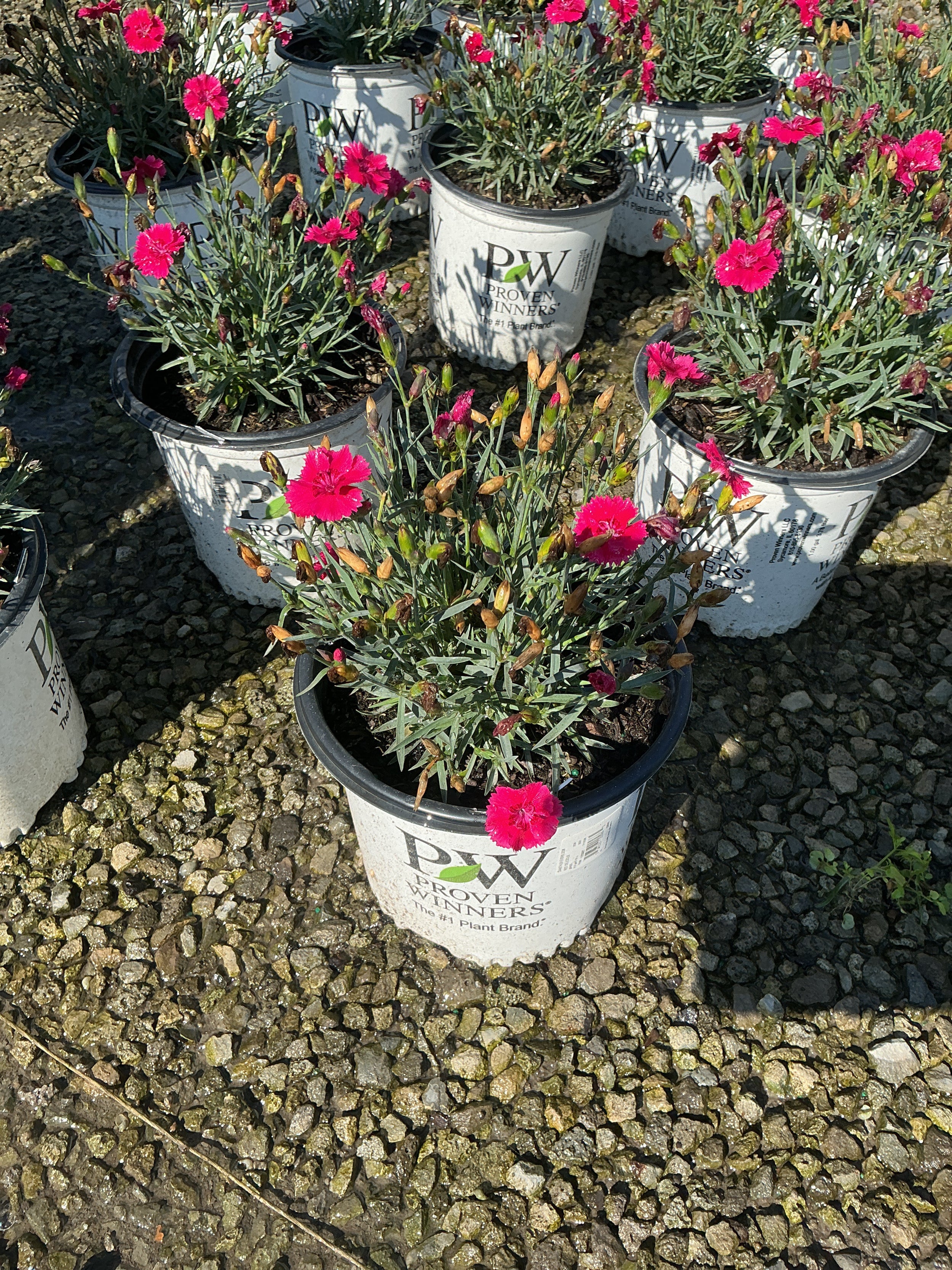 Dianthus 'Everbloom Red Delicious'