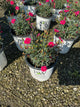 Dianthus 'Everbloom Red Delicious'