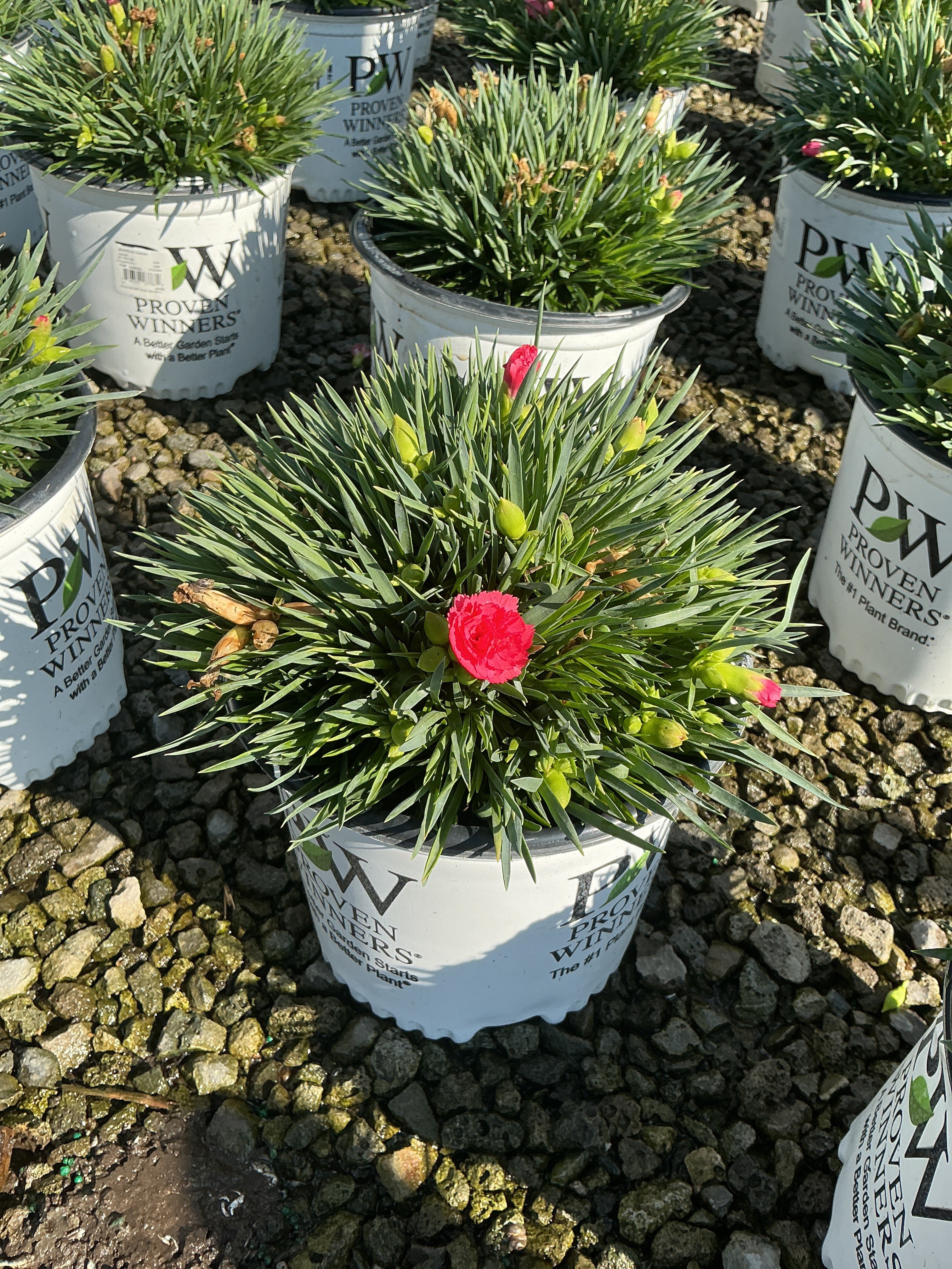 Dianthus hybrid  'Classic Coral'