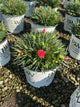 Dianthus hybrid  'Classic Coral'