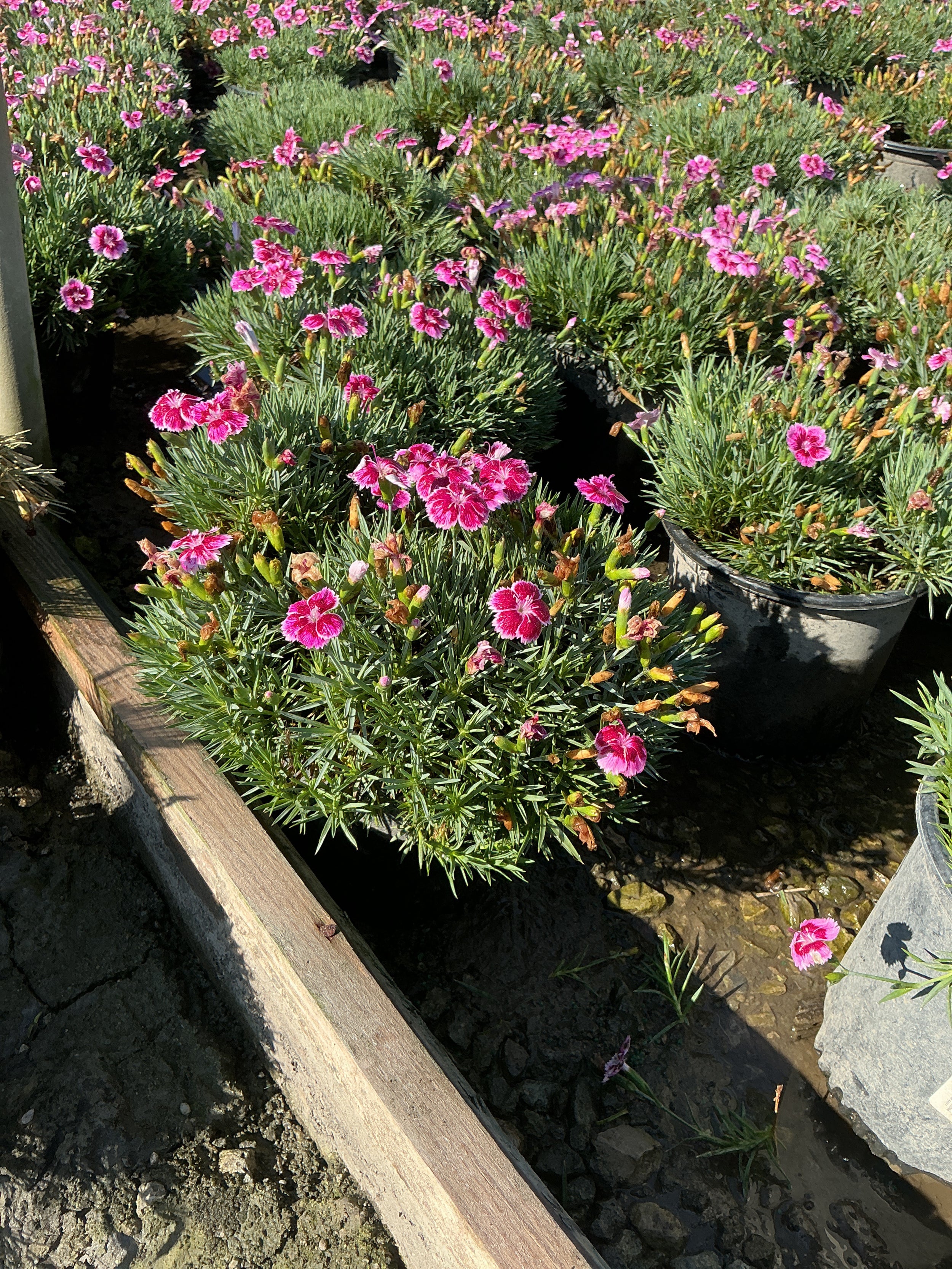 Dianthus 'Everbloom Plum Glory'