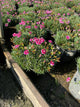 Dianthus 'Everbloom Plum Glory'