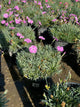 Dianthus 'Everbloom Watermelon Ice'