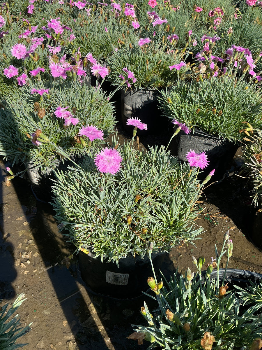 Dianthus 'Everbloom Watermelon Ice' â€” 19CM