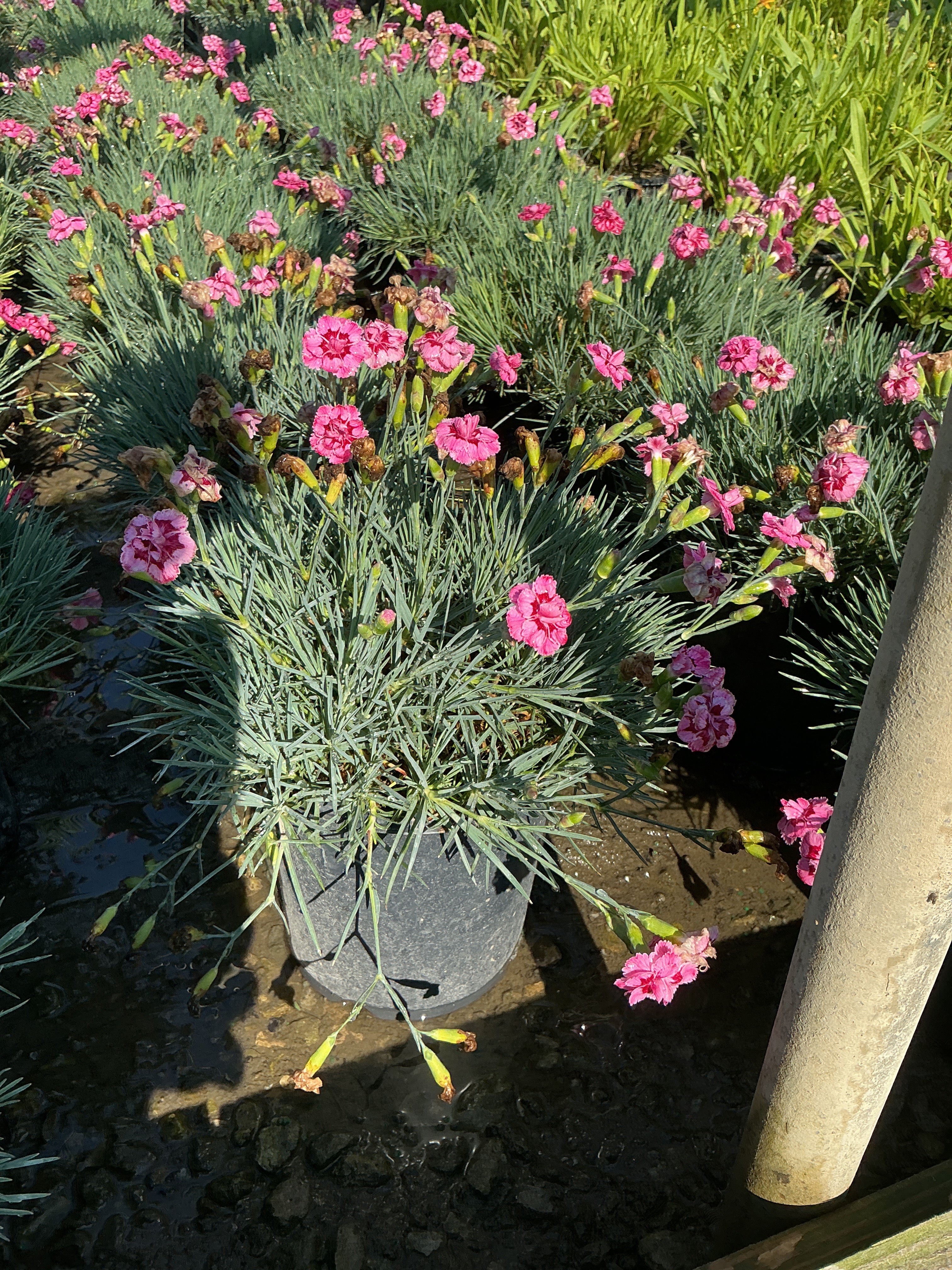 Dianthus starburst