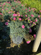 Dianthus starburst