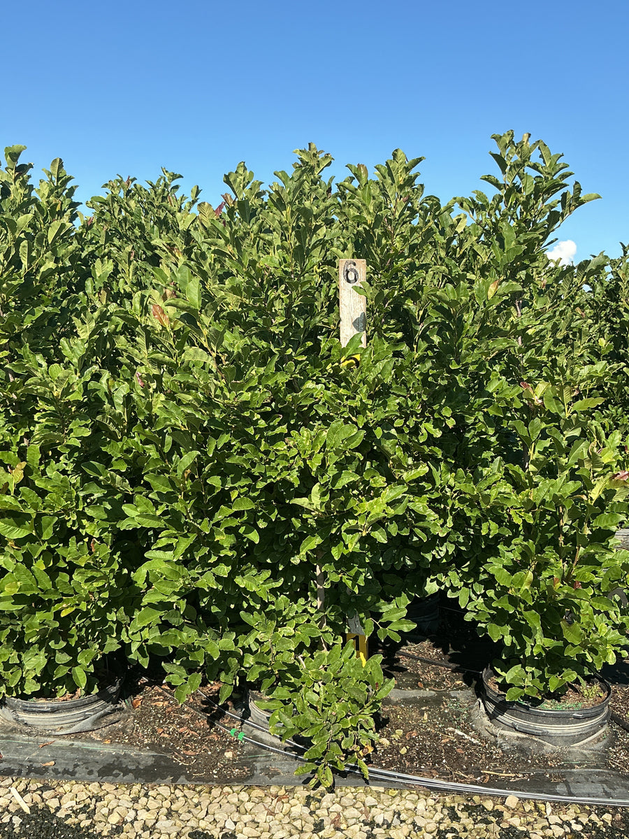 Magnolia x loebneri 'Leonard Messel' â€” G15 60