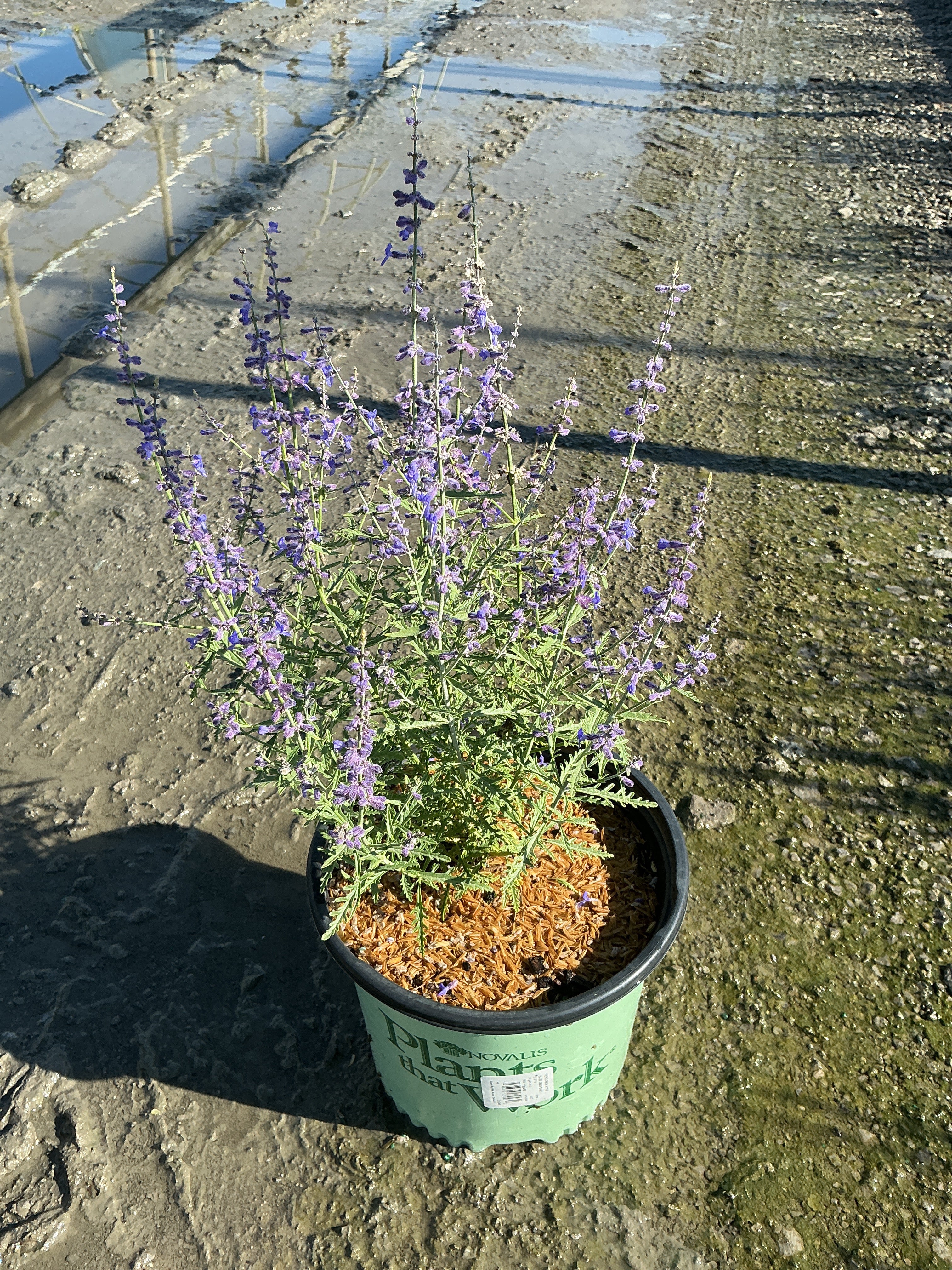 Perovskia atriplicifolia 'Blue Jean Baby'