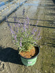 Perovskia atriplicifolia 'Blue Jean Baby'