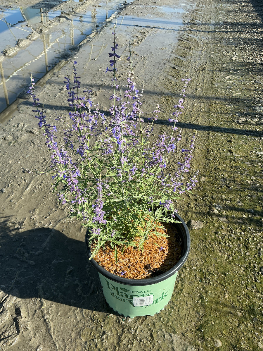 Perovskia atriplicifolia 'Blue Jean Baby' â€” 19CM PTW