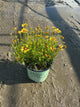 Coreopsis x 'Cosmic Eye'