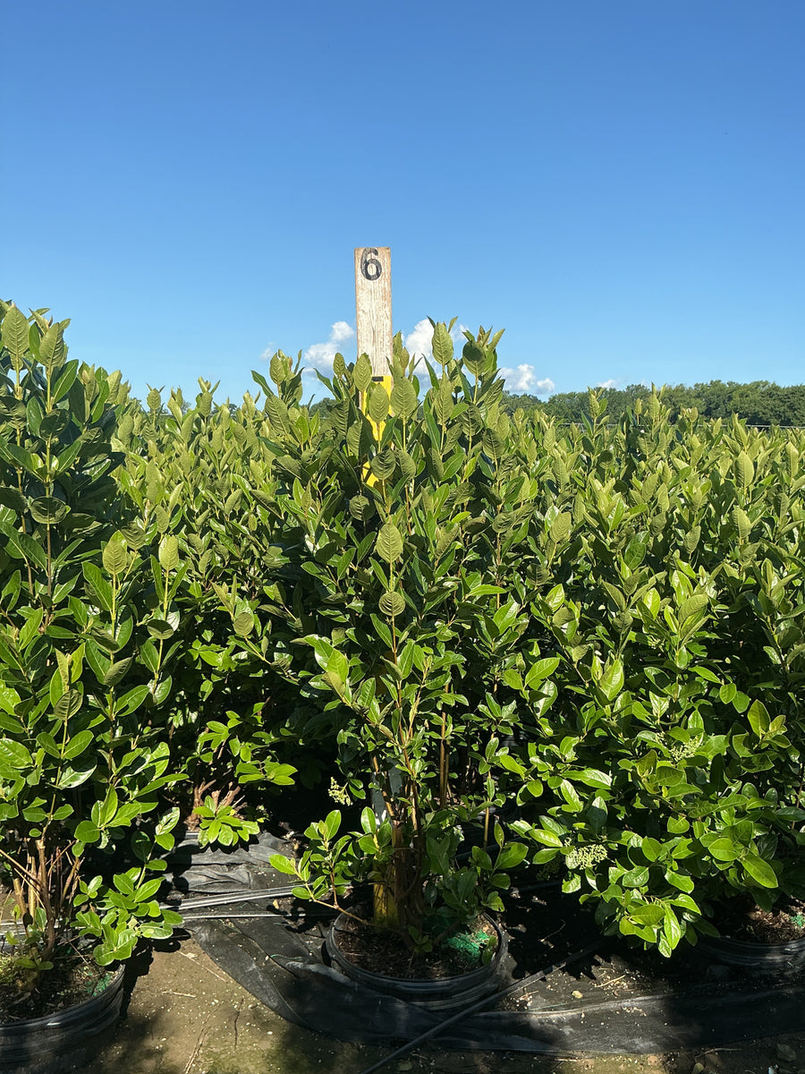 Viburnum nudum 'Winterthur' â€” G15 36