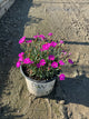Dianthus paint 'The Town Fuchsia'