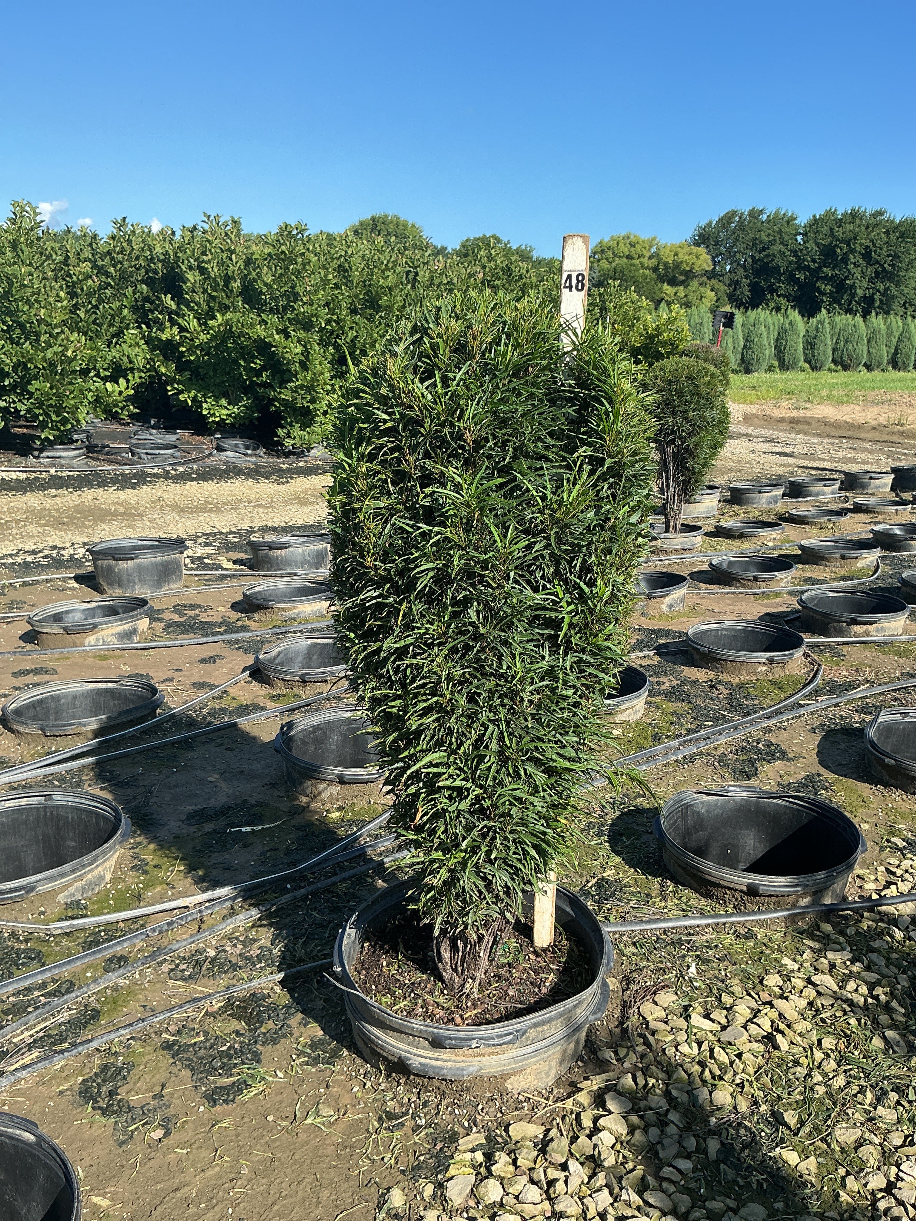 Rhamnus F 'Fine Line Imp'