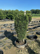 Rhamnus F 'Fine Line Imp'