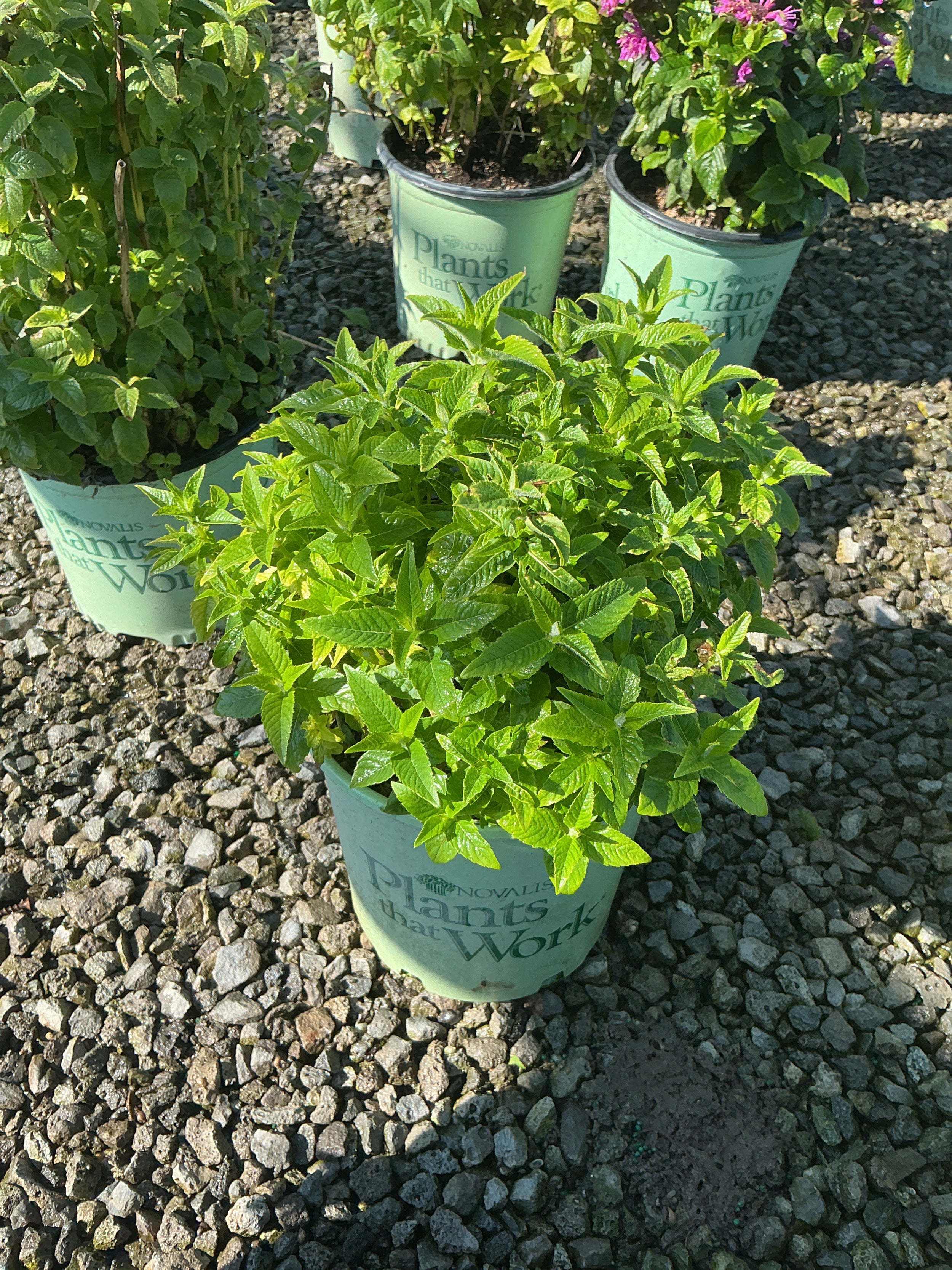 Monarda 'Sugar Buzz Bubblegum Blast'