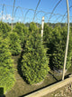 Thuja x 'Junior Giant'