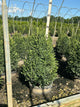 Buxus microphylla 'Green Mountain'