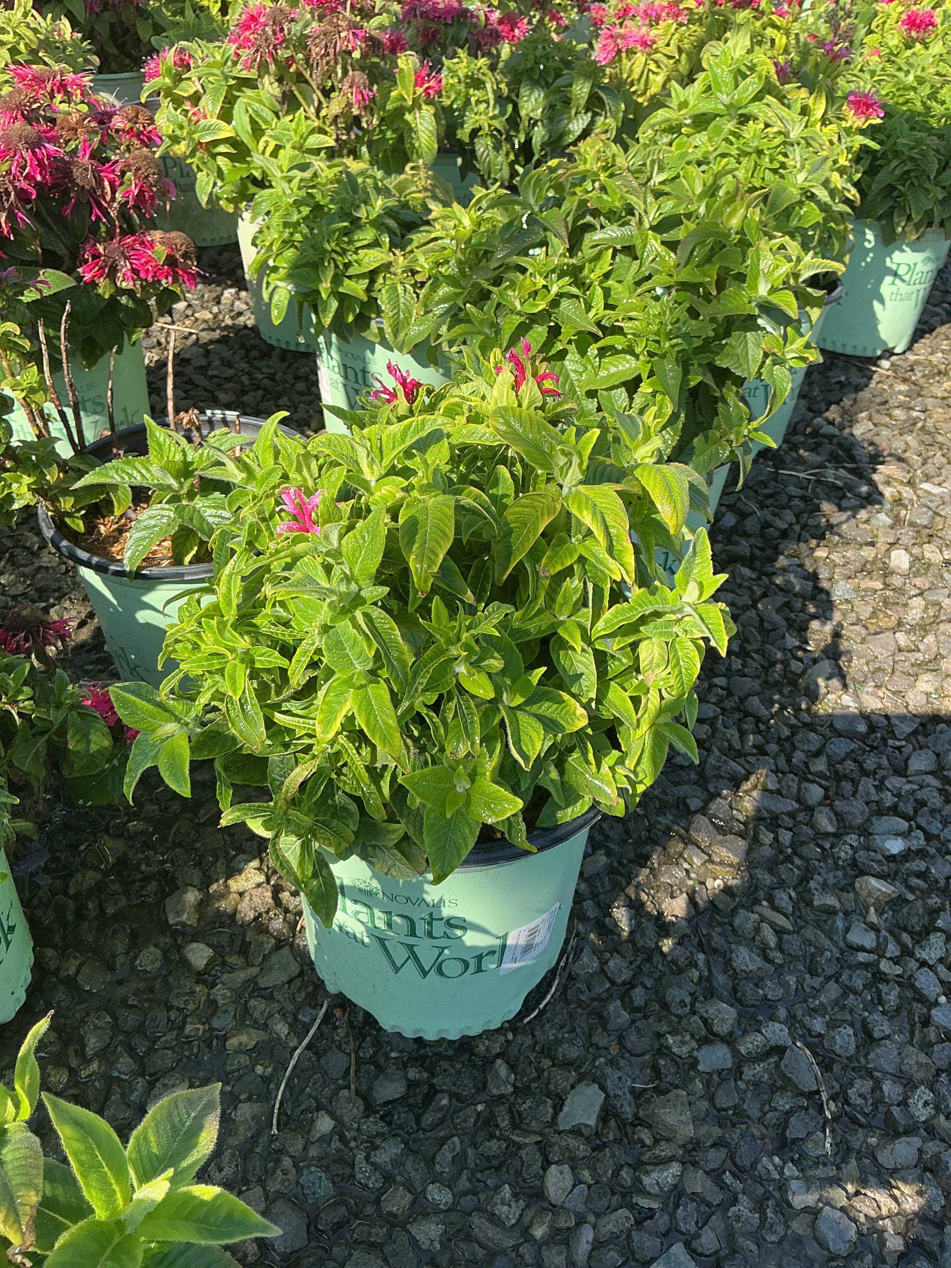 Monarda 'Sugar Buzz Cherry Pops'