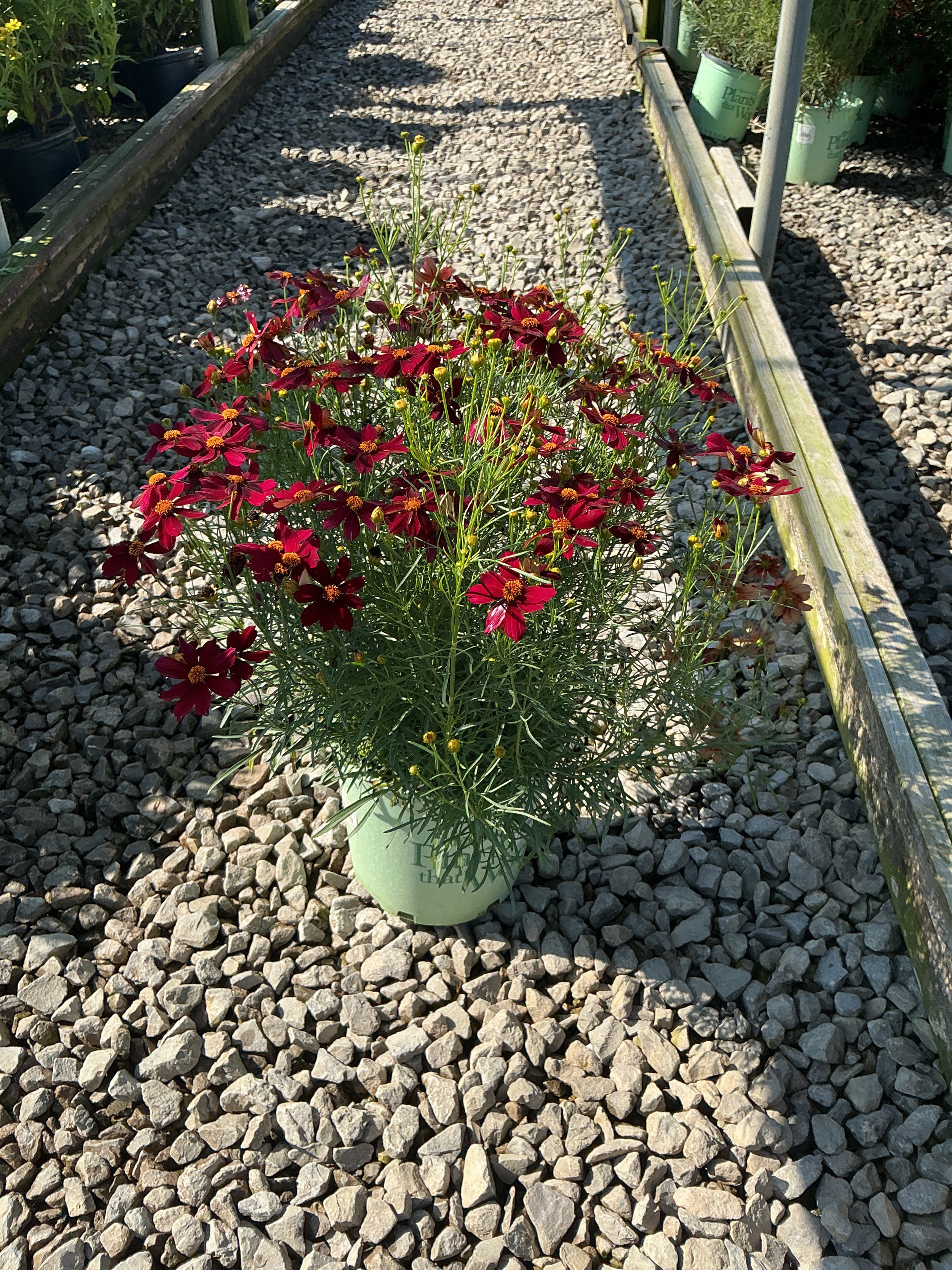 Coreopsis 'Red Satin'