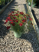 Coreopsis 'Red Satin'