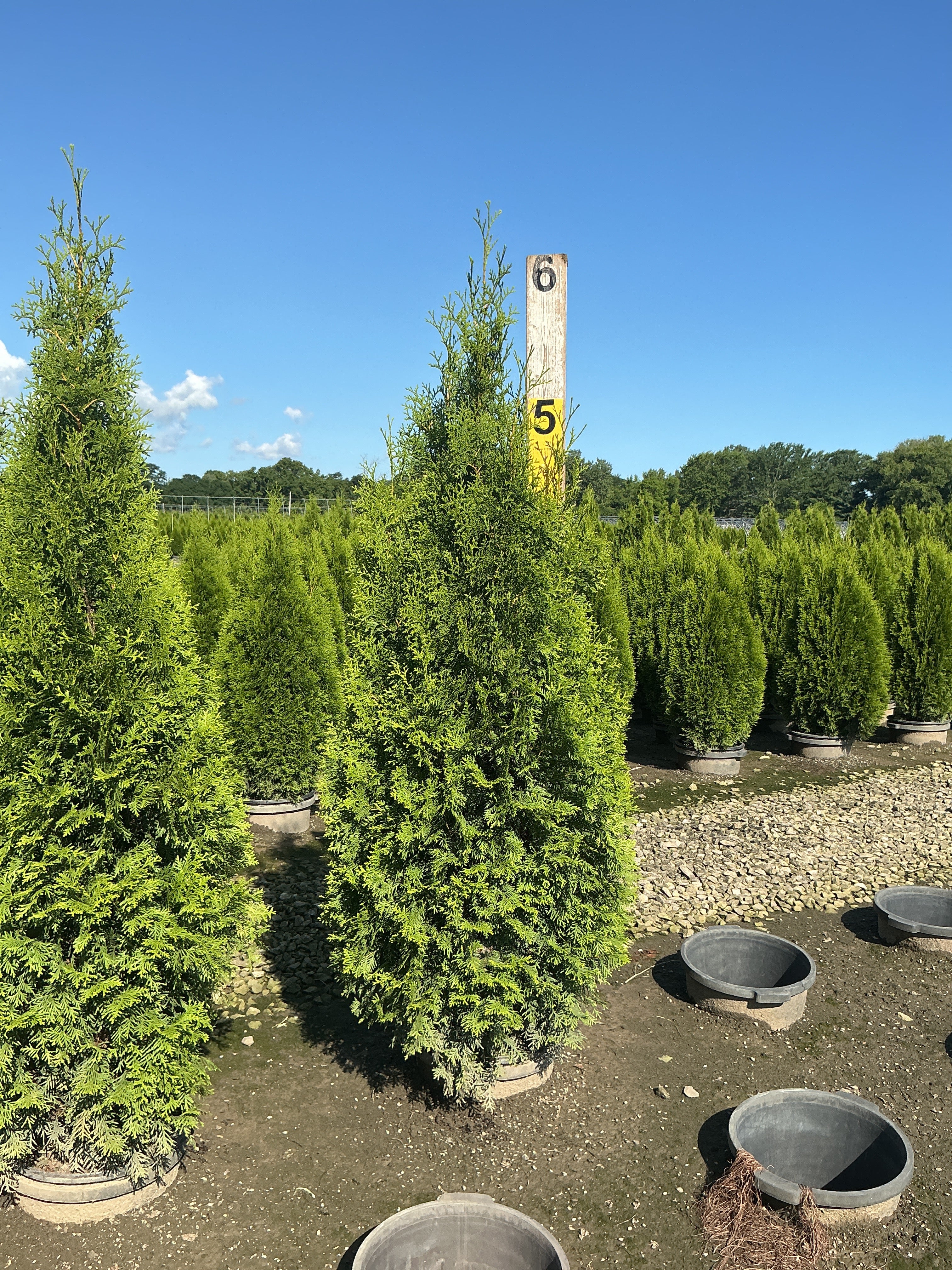 Thuja occidentalis 'King of Brabant'
