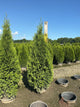 Thuja occidentalis 'King of Brabant'