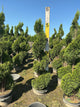Thuja occidentalis 'Smaragd'