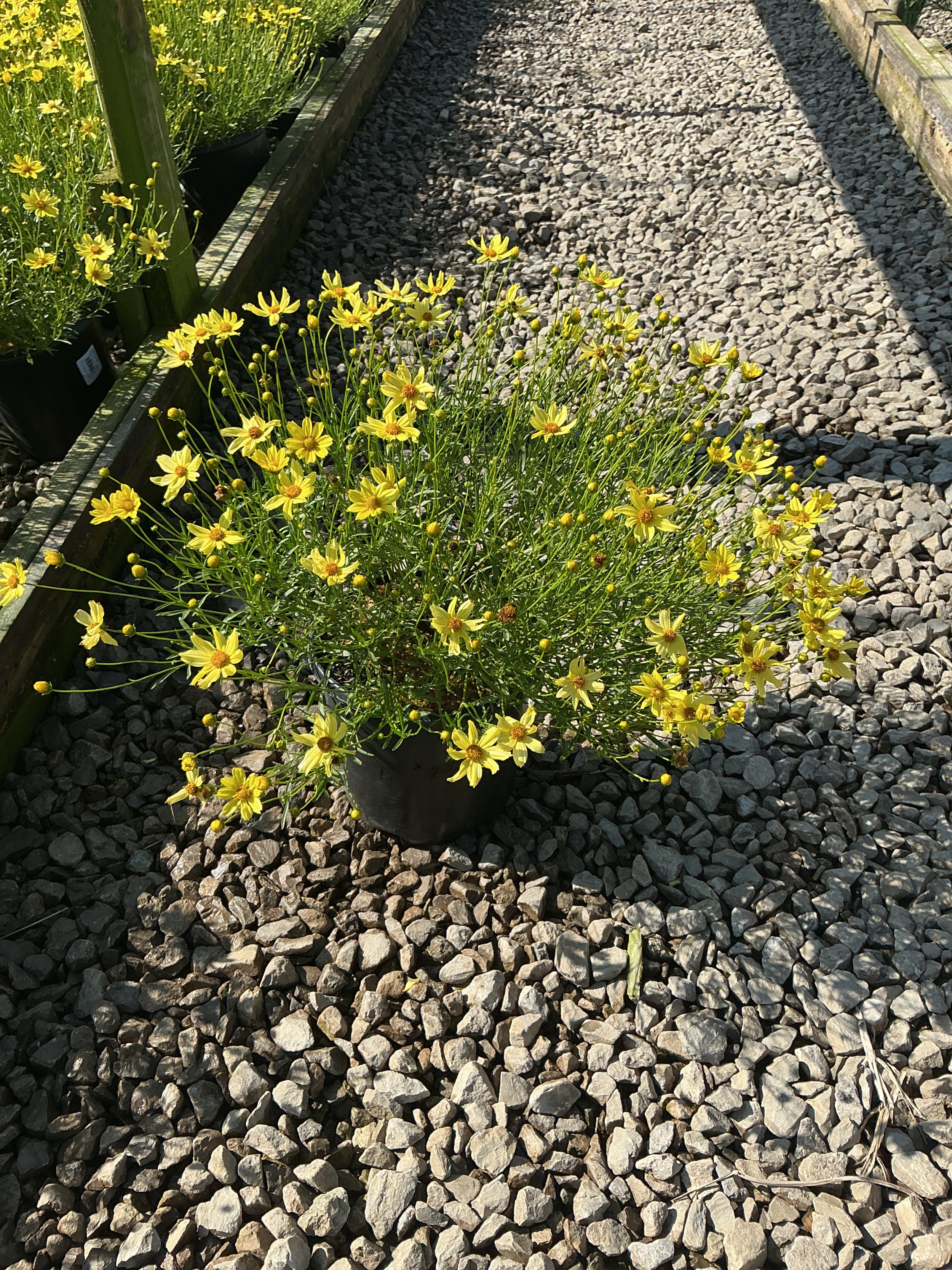 Coreopsis verticillata 'Creme Brulee'
