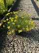 Coreopsis verticillata 'Creme Brulee'