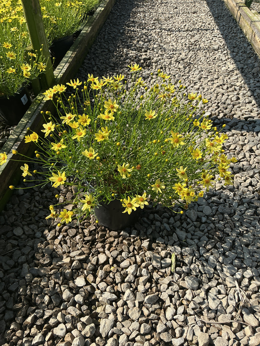 Coreopsis verticillata 'Creme Brulee' â€” 19CM