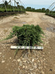 Juniperus horizontalis 'Wiltoni'