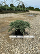Juniperus horizontalis 'Wiltoni'