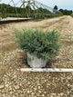 Juniper chinensis Montana Moss