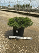 Juniperus sabina 'Sierra Spreader'
