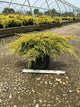 Juniperus chinensis 'Gold Lace'