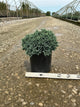 Juniperus squamata 'Blue Star'