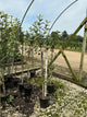 Malus 'Fruit Honeycrisp'