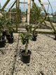 Malus 'Fruit Tangy Green'