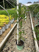 Wisteria macrostachya 'Blue Moon'